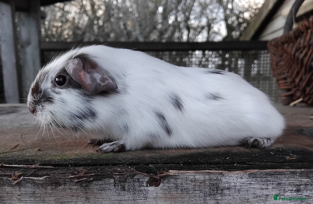 Guinea Pig rodents for sale: Swiss, Dalmation, Self Chocolate Boys and Girls - Advert 30