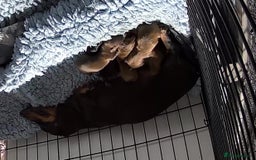 Miniature Dachshund dogs for sale: Kennel club registered litter of 4 pups - Image 17