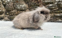 Mini Lop rabbits for sale: 3 pretty does needing new homes - Advert 21