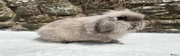 Mini Lop rabbits for sale: A pretty does needing a new home - Advert 21