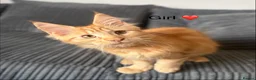 Maine Coon cats for sale: GCCF Registered Maine Coon kittens ❤️ - Advert 4