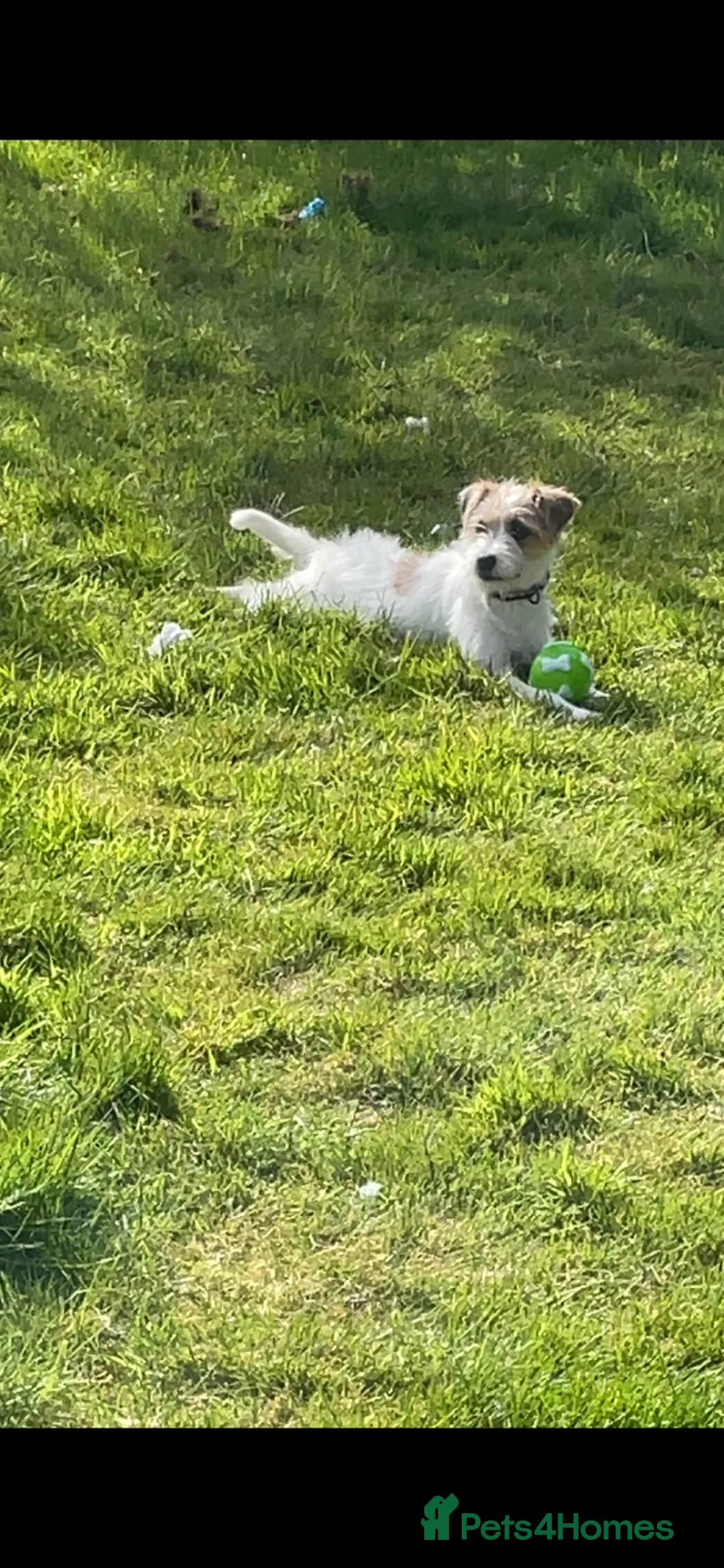 Mixed Breed dogs for sale: Archie in Stirling - Advert 4