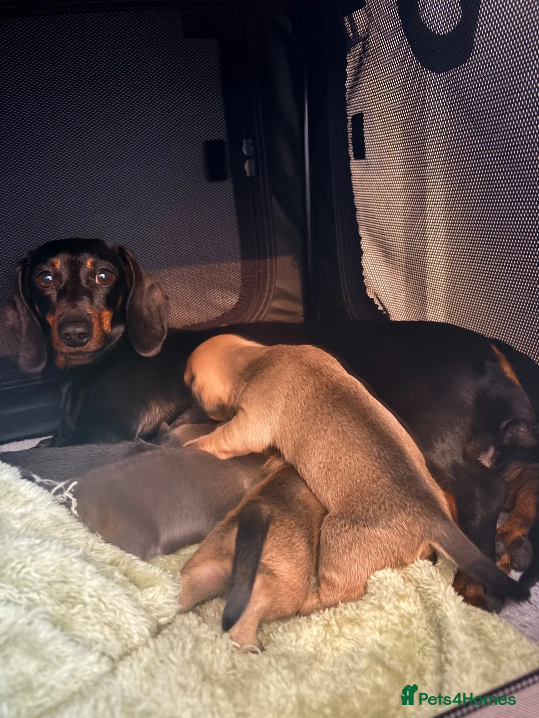 Mixed Breed dogs for sale: Miniature dachshund x French bulldog puppies  in Northampton - Advert 21
