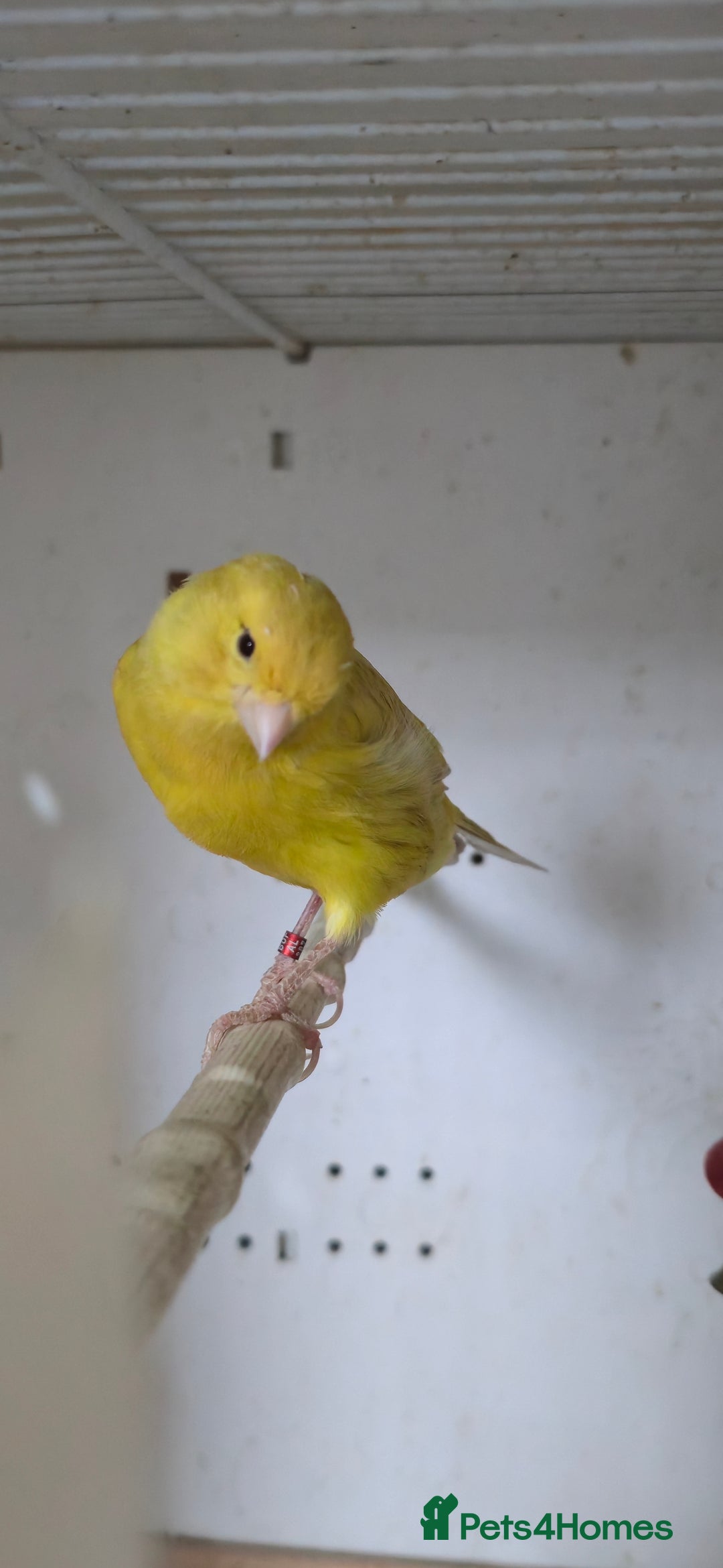 Canaries birds for sale: Canaries  - Image 14