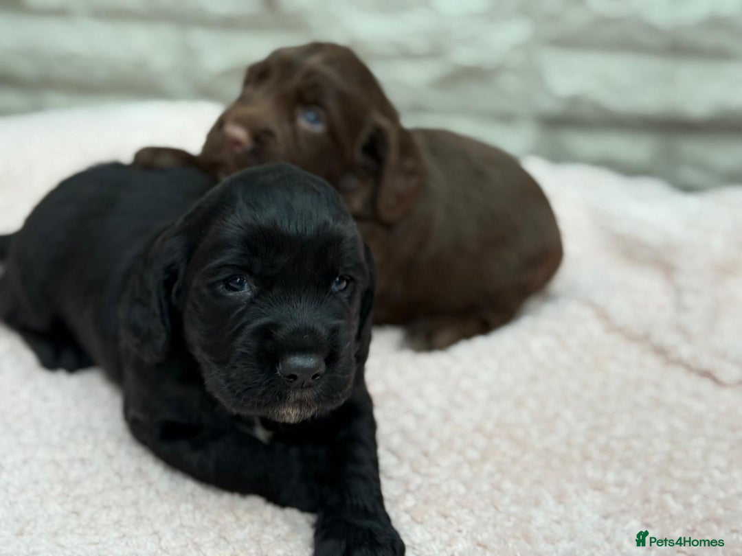 Sprocker dogs for sale: Adorable Sprocker Pups.. - Image 5