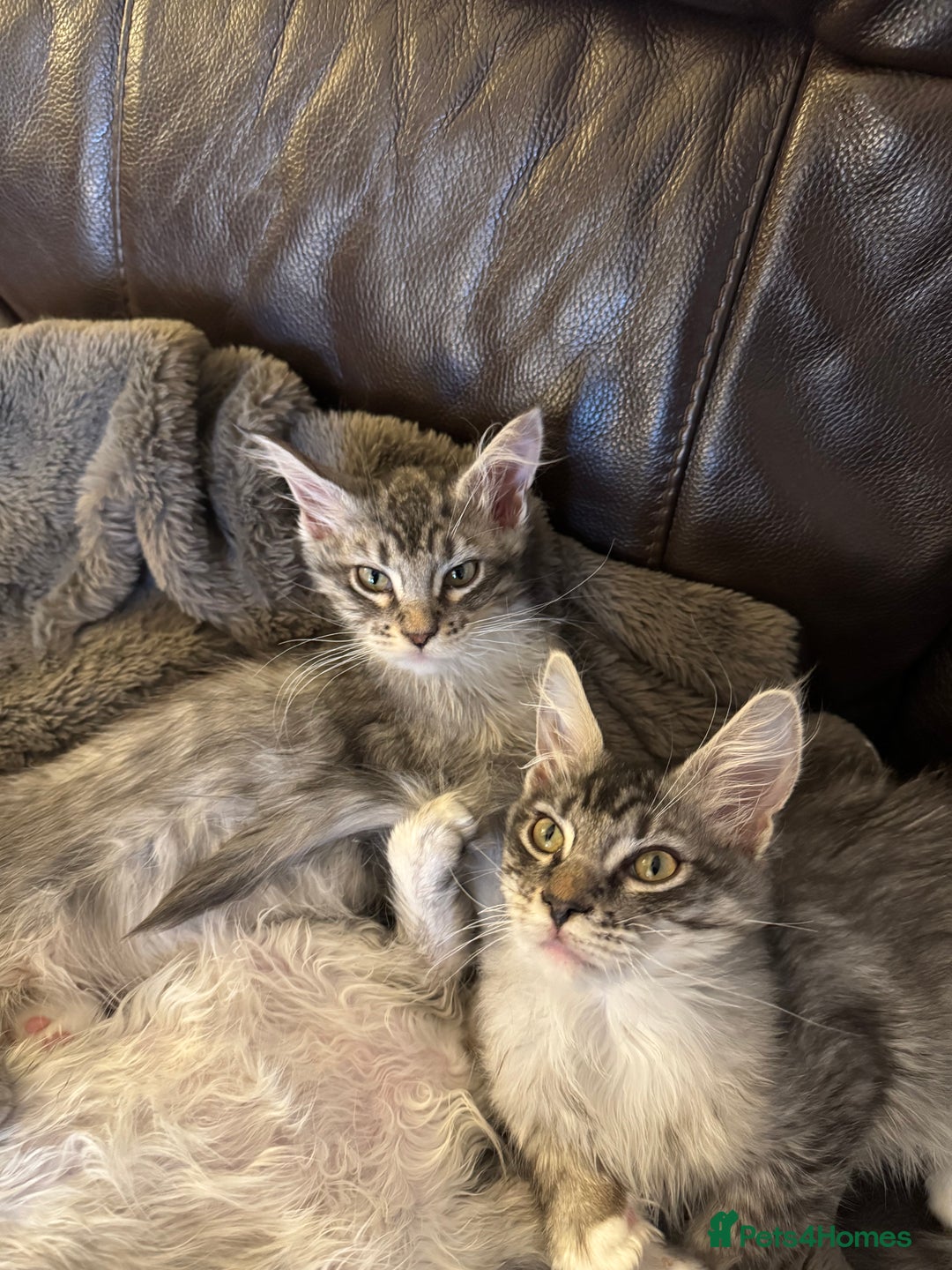 Maine Coon cats for sale: Three Mainecoon kittens for sale - Image 11