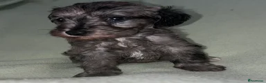 Schnoodle 5