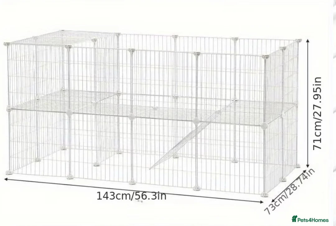 Mini Lop rabbits for sale: Mini lop cross Dutch females  - Advert 6