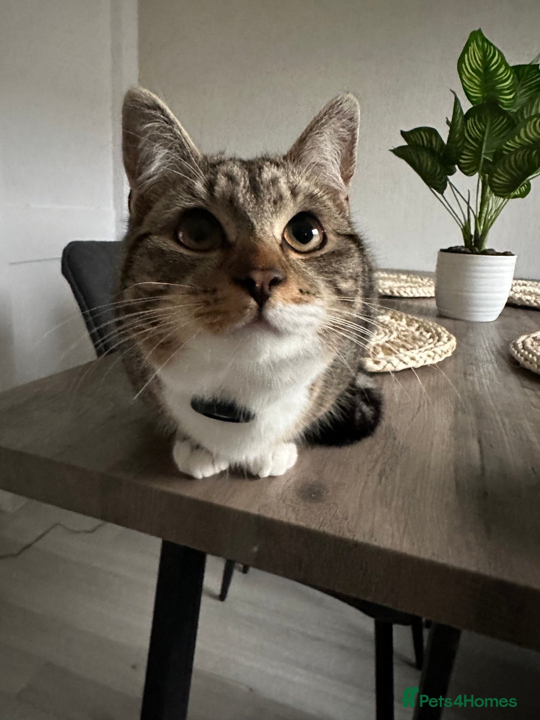 Domestic Shorthair cats for sale: New home for Rocky - Advert 2