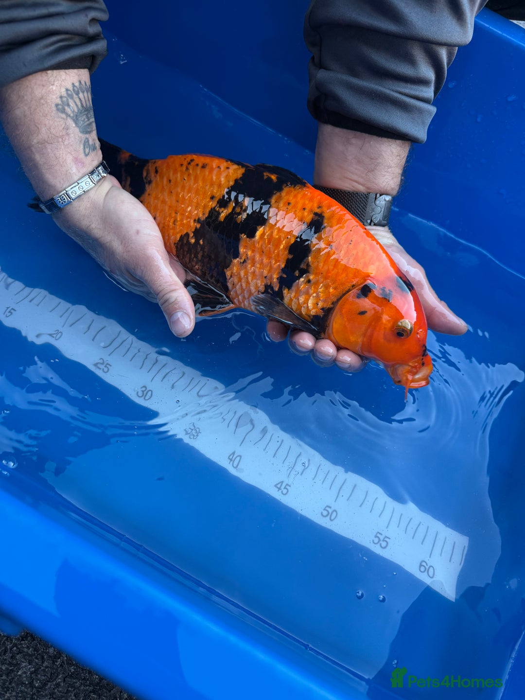 Koi Carp fish for sale: Hi Utsuri - Advert 2