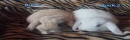 Mini Lop rabbits for sale: Four Beautiful Mini Lops available for deposits 🥰 - Advert 3