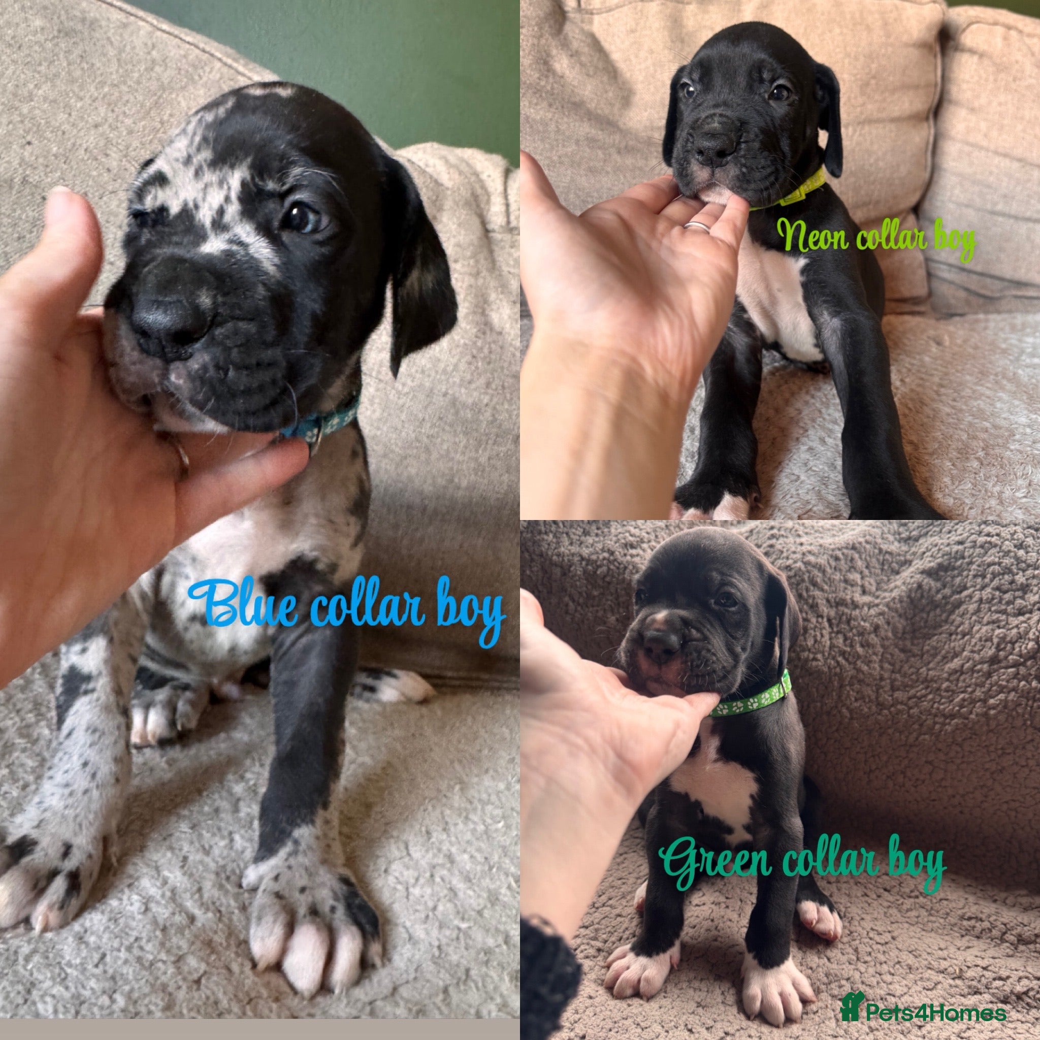 Great Dane dogs KC registered Great Dane pups - Advert 8