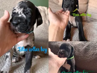 Great Dane dogs KC registered Great Dane pups - Advert 8