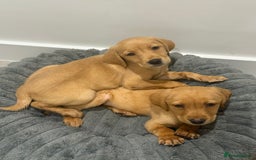 Labrador Retriever dogs for sale: UPDATED-Black Lab Boy Puppy - Image 2