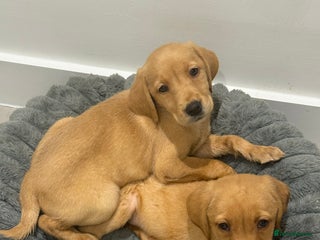 Labrador Retriever dogs - Advert 14