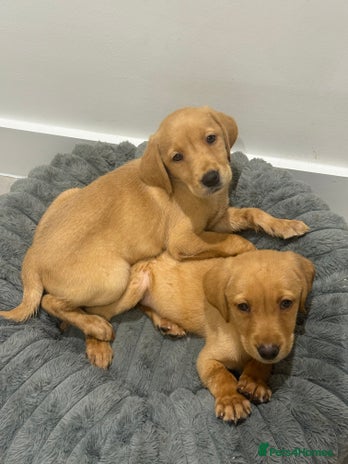 Labrador Retriever dogs - Advert 15