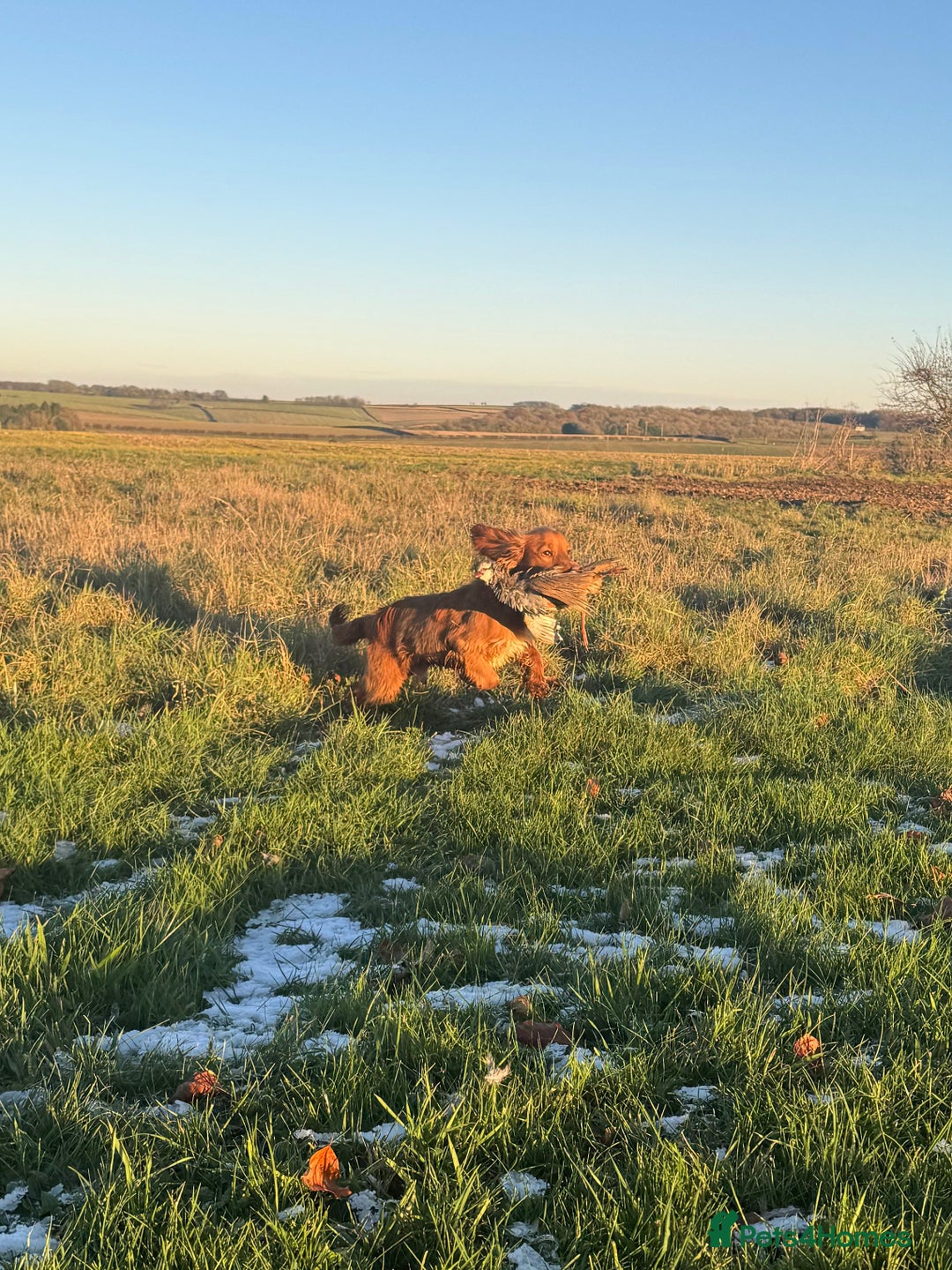 Sprocker dogs for sale: Working Sprocker puppies *3 girls left* - Image 11