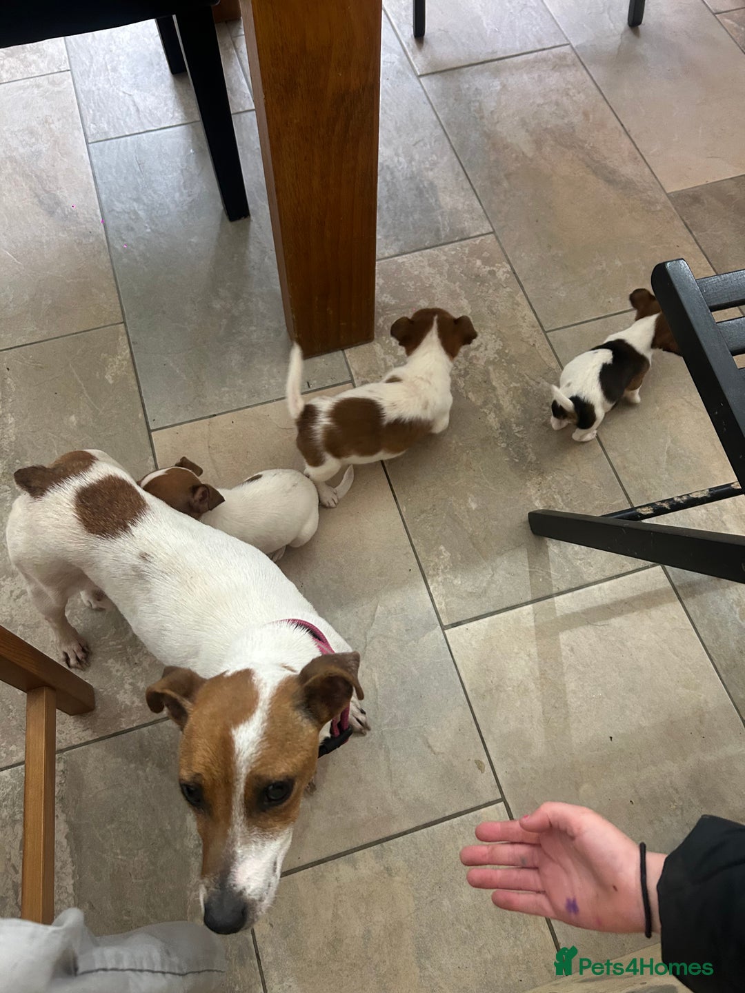 Jack Russell dogs for sale: Adorable jack Russell puppies  - Advert 13