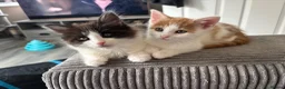 Mixed Breed cats for sale: 2 BLACK AND WHITE MALE DLH READY NOW - Advert 1