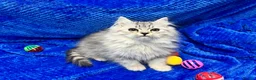Siberian cats for sale: 🩶🩶Stunning Silver Traditional Siberian’s🩶🩶 - Advert 13