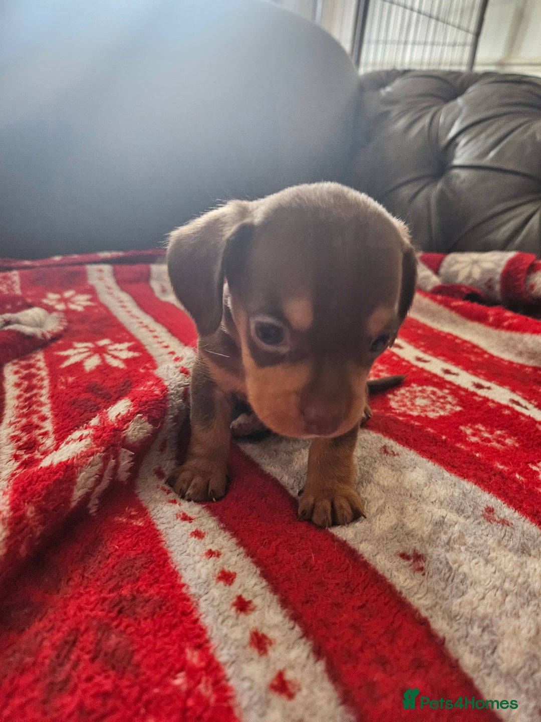 Mixed Breed dogs for sale: French Bulldog x Dachshund Puppies - Image 6