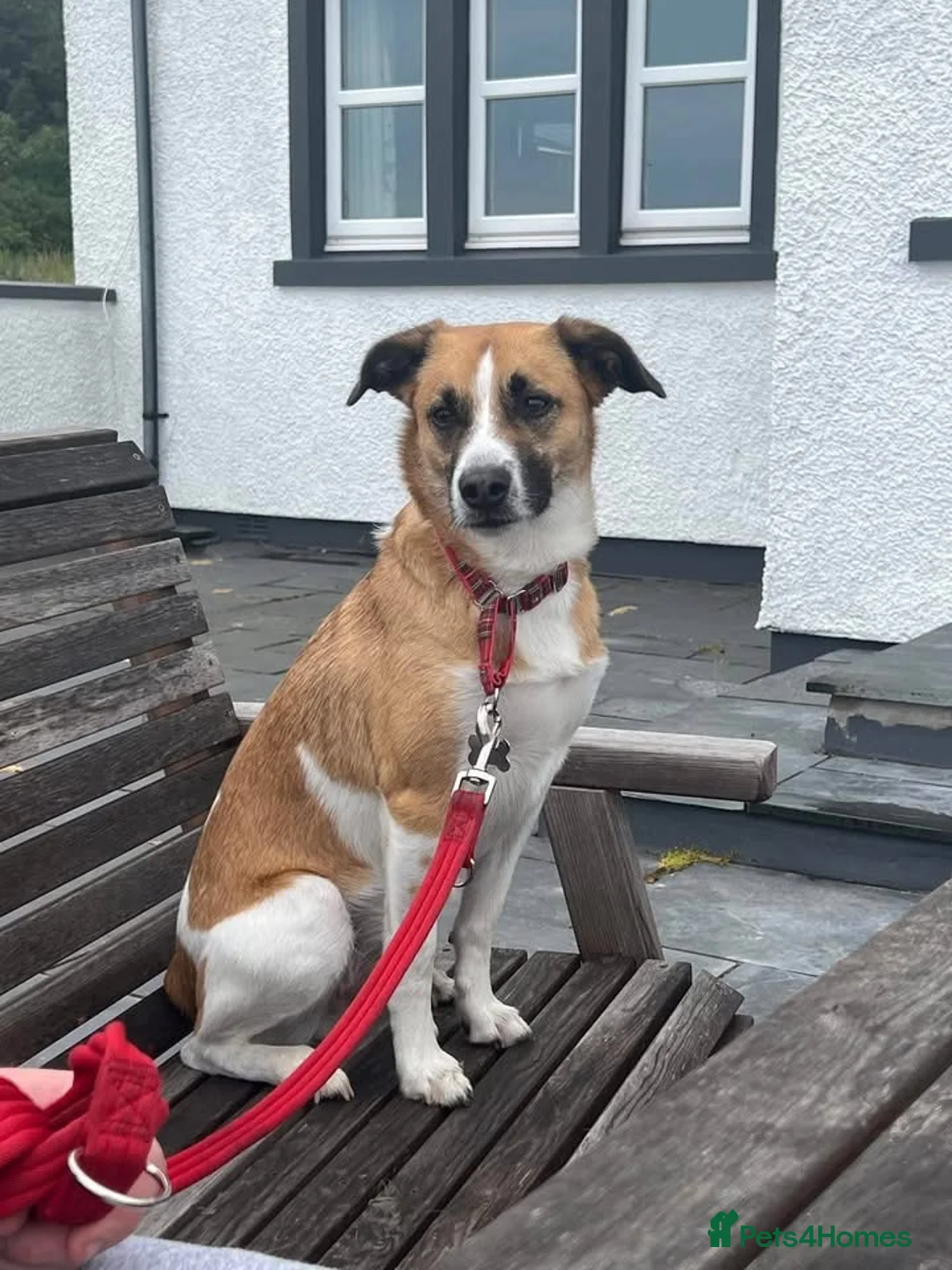 Mixed Breed dogs for adoption: Scobby approx 5-6 years old  - Advert 3