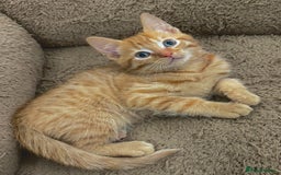 Mixed Breed cats for sale: BEAUTIFUL KITTENS  - Image 7