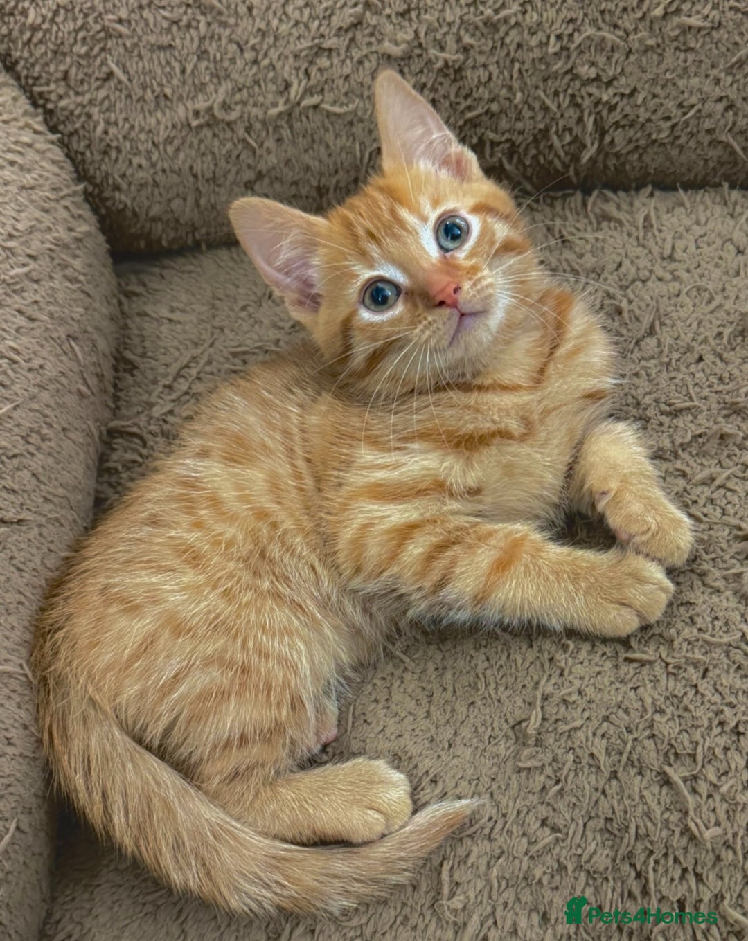 Mixed Breed cats for sale: BEAUTIFUL KITTENS  - Image 7