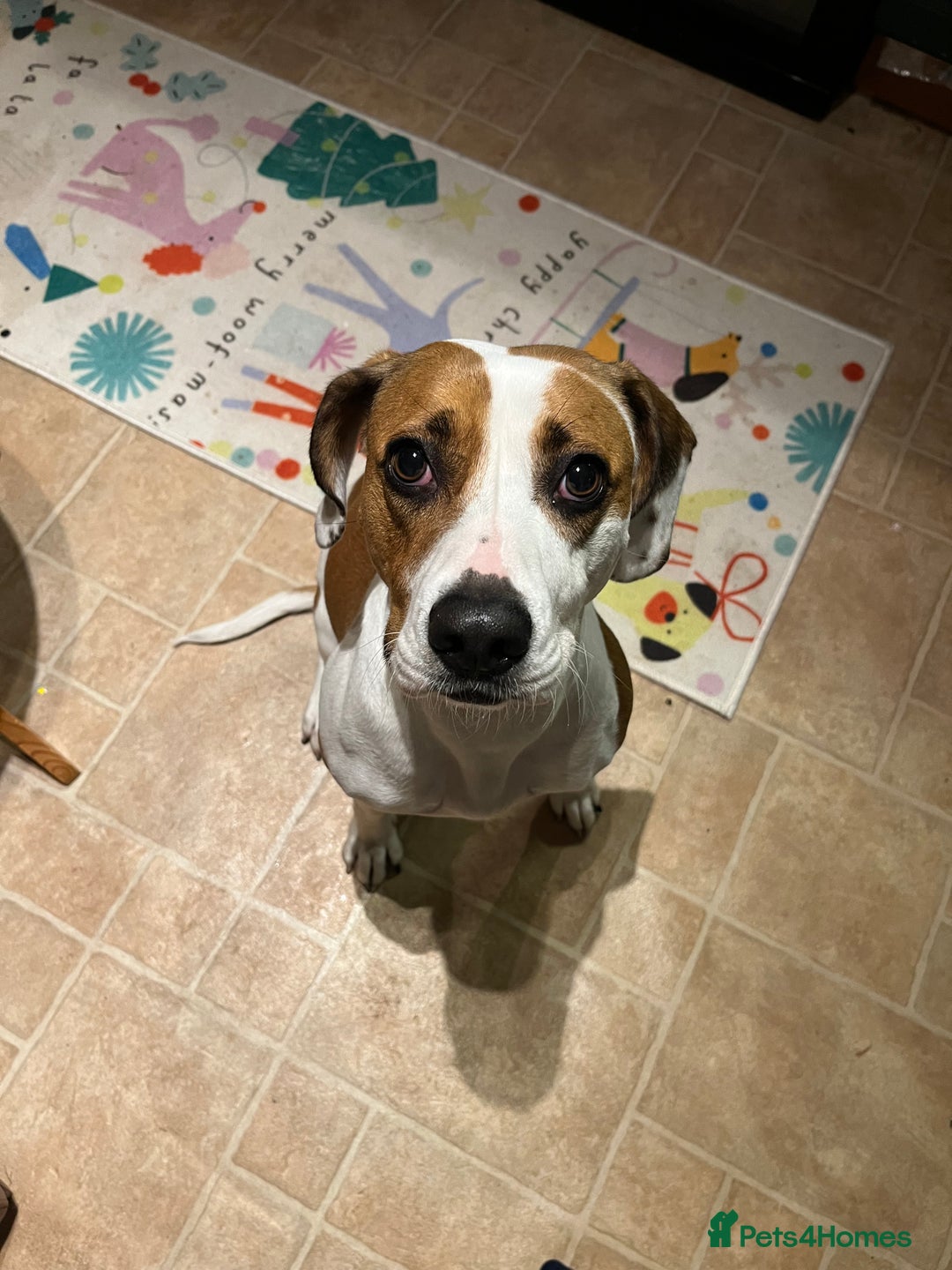 Mixed Breed dogs for sale: American staffy/cocker spaniel cross  - Advert 8