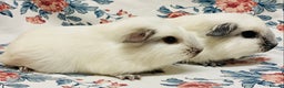Guinea Pig rodents for sale: Californian pointed semi long haired baby boys - Advert 3