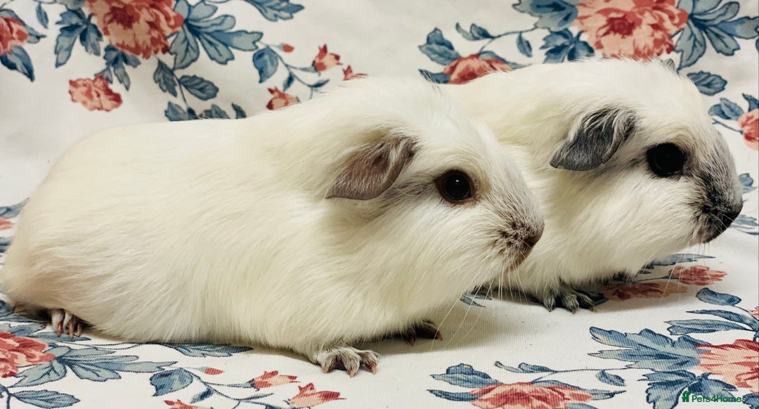 Guinea Pig rodents for sale: Californian pointed semi long haired baby boys - Advert 3