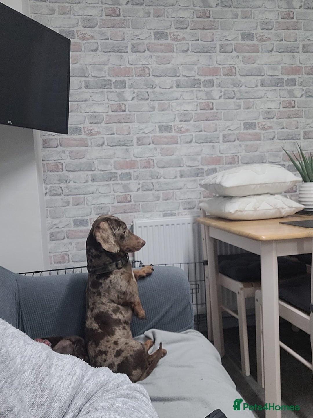 Miniature Dachshund dogs for sale: Miniature  dachshunds  - Advert 6