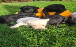 Labrador Retriever dogs for sale: Labrador puppies  - Image 7
