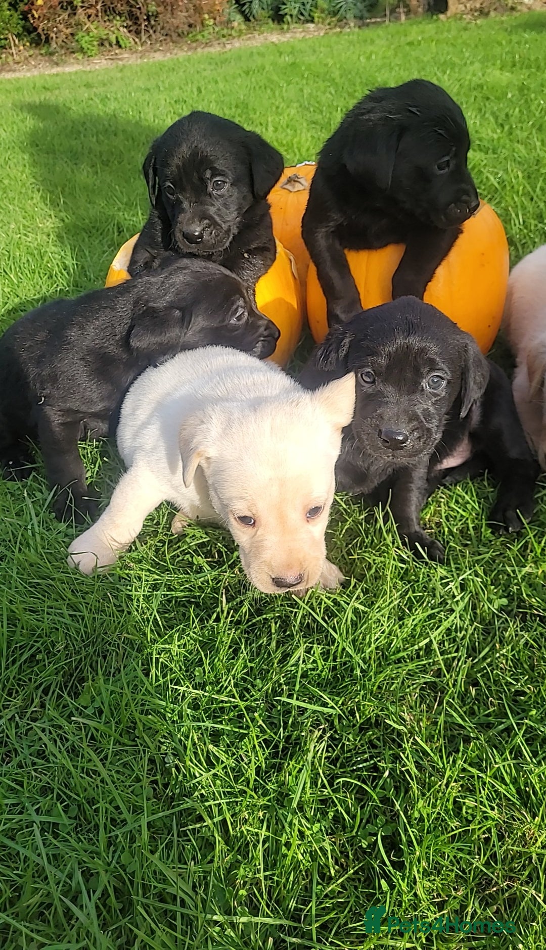 Labrador Retriever dogs for sale: Labrador puppies  - Image 7
