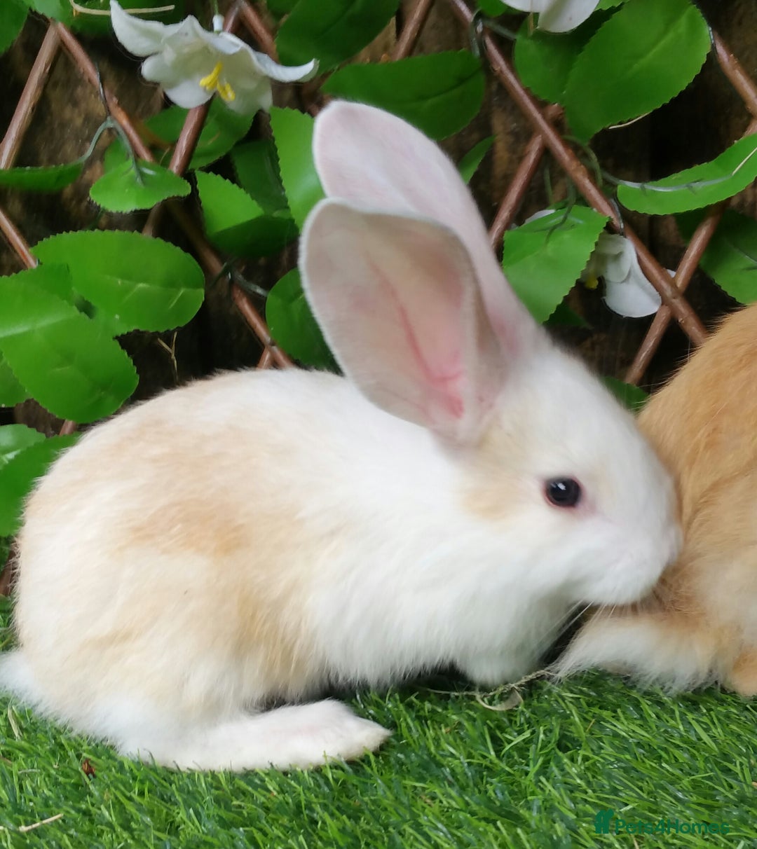 Continental Giant rabbits for sale: PURE Continental Giants Vaccinated 3 in 1 Reserve  - Image 3