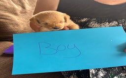 Mixed Breed dogs for sale: Norfolk terrier cross by toy poodle - Image 18