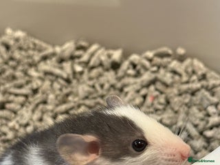 Rat rodents - Advert 21