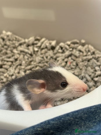 Rat rodents - Advert 6