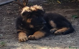 German Shepherd dogs for sale: German Shepherd pups - Image 6