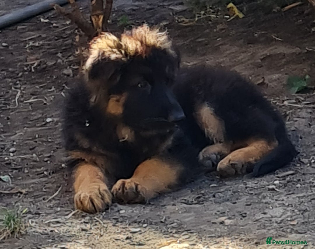 German Shepherd dogs for sale: German Shepherd pups - Image 6