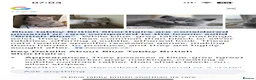 British Shorthair cats for sale: Last boy left Blue tabby’s British shorthair  - Advert 4
