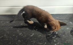 Mixed Breed cats for sale: MaineCoon Mixed Kittens For Sale  - Image 9