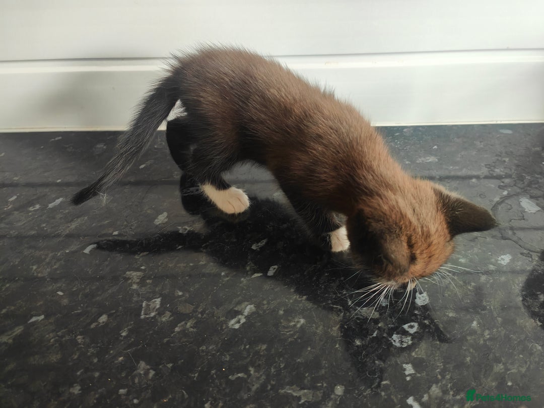 Mixed Breed cats for sale: MaineCoon Mixed Kittens For Sale  - Image 9