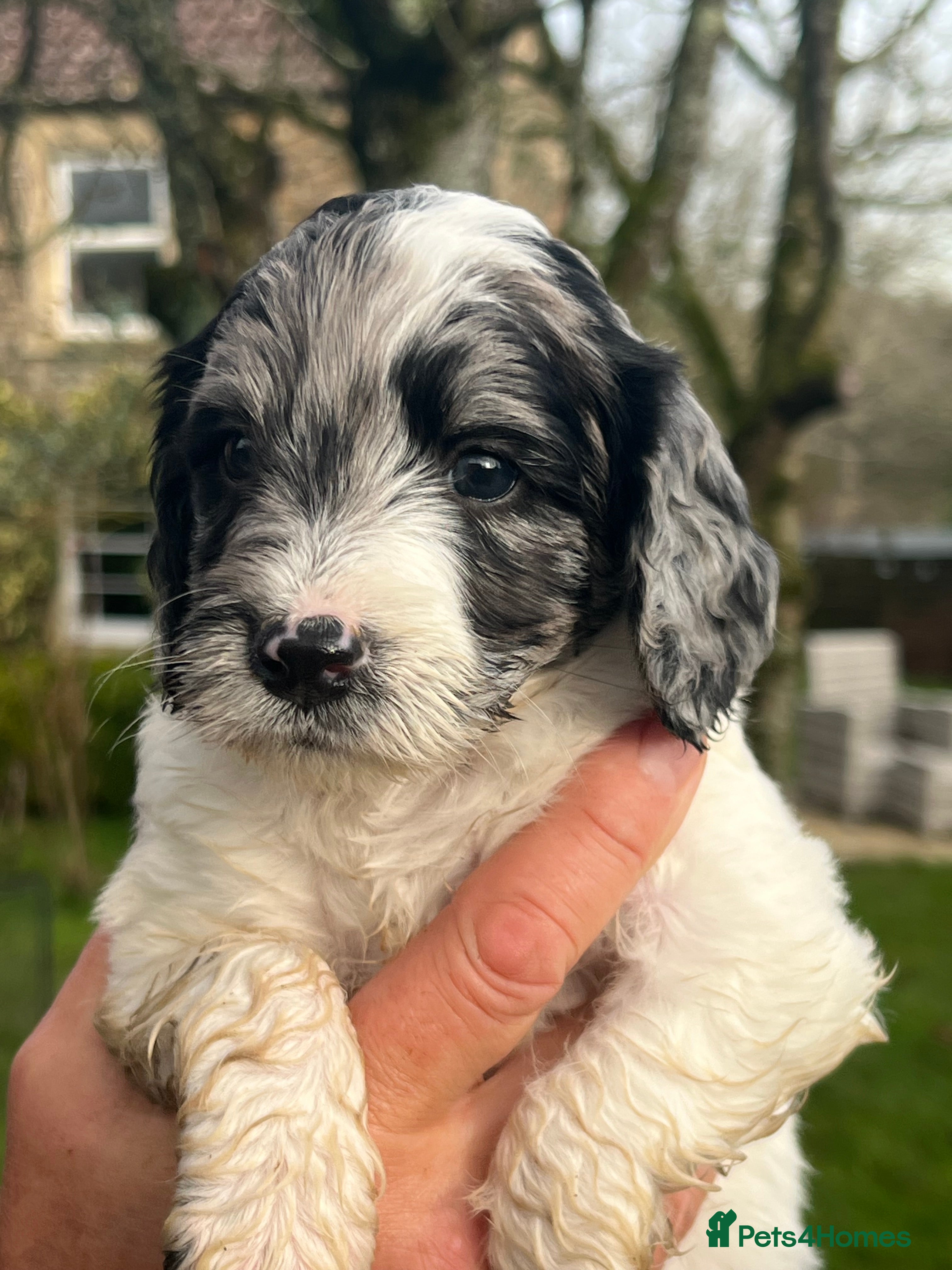 Sproodle dogs Merle F1 Sproodles 5⭐️Licenced Breeder full DNA - Advert 8