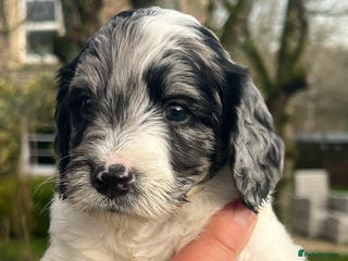 Sproodle dogs Merle F1 Sproodles 5⭐️Licenced Breeder full DNA - Advert 2
