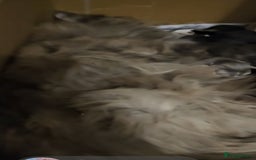 Maine Coon cats for sale: Maine Coon Pure Bread  - Image 9