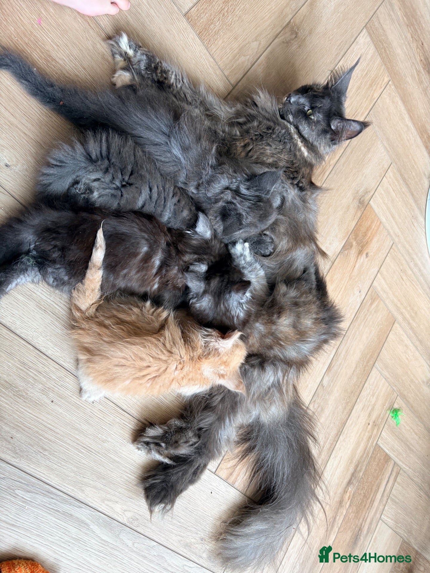 Maine Coon cats Tica registered mainecoon kittens (some polys)  - Advert 2
