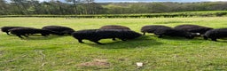 Sheep livestock for sale: REGISTERED HEBRIDEAN EWES - Advert 2
