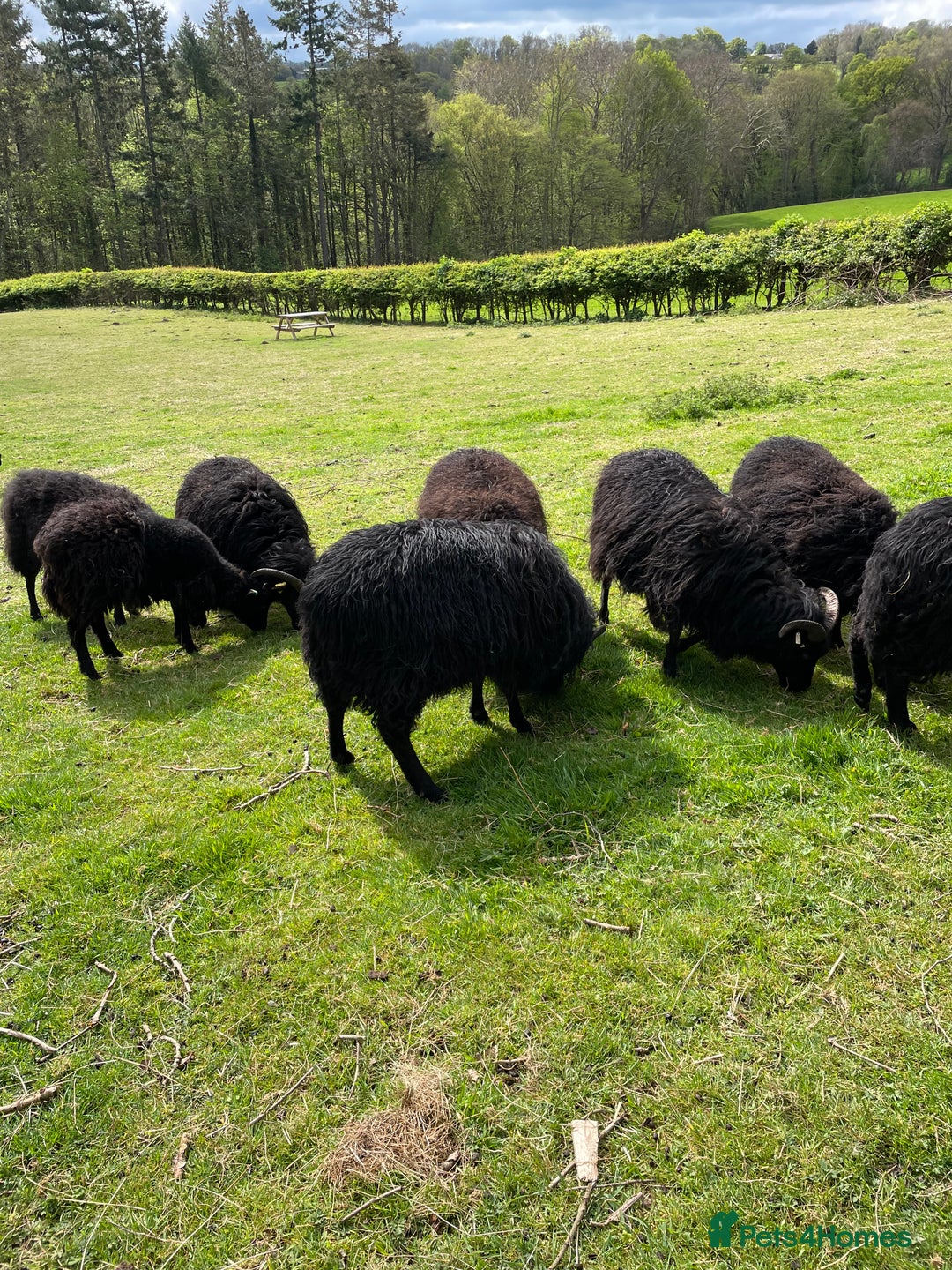 Sheep livestock for sale: REGISTERED HEBRIDEAN EWES - Advert 2