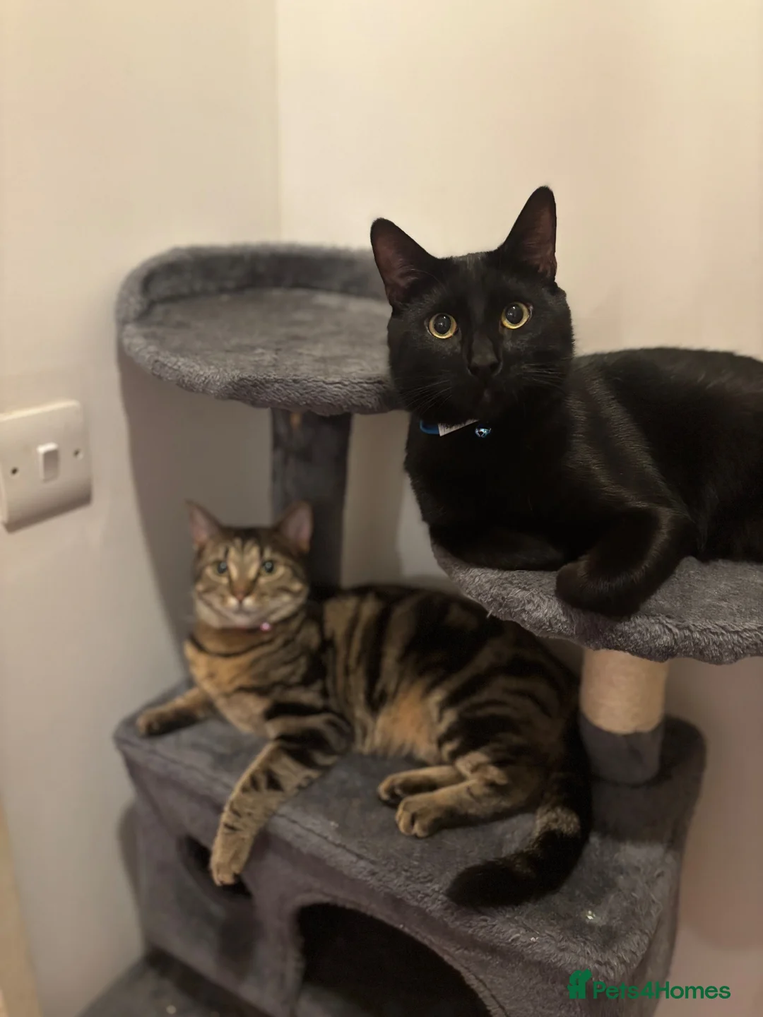Mixed Breed cats for sale: 🐱 Loving Homes Wanted for Tura & Miko - Advert 1